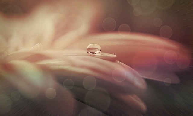 花びらの上の水滴